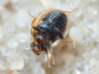 Tytthaspis sedecimpunctata