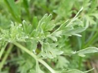Artemisia absinthium
