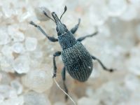Pseudoperapion brevirostre