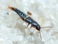 Myllaena