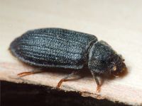 Grynocharis oblonga