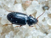 Coleoptera