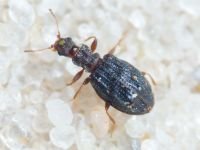 Cartodere nodifer