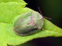 Cassida (Cassida) rubiginosa