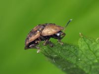 Cassida (Cassida) nebulosa