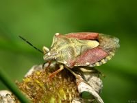 Carpocoris purpureipennis