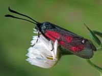 Zygaena loti