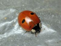 Adalia bipunctata