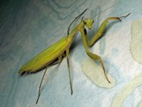 Mantis religiosa
