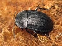 Phosphuga atrata