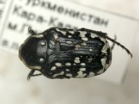Oxythyrea funesta