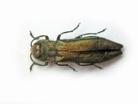 Agrilus (Agrilus) viridis viridis