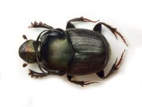 Onthophagus illyricus