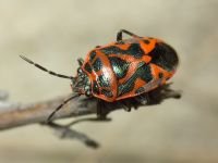 Eurydema (Eurydema) ornata