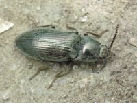 Selatosomus gravidus