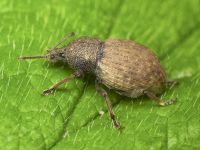 Otiorhynchus raucus
