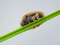 Hypocassida subferruginea