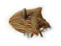 Ancyrosoma leucogrammes