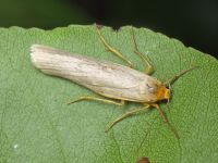 Arctiinae