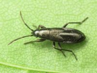 Pterotmetus staphyliniformis