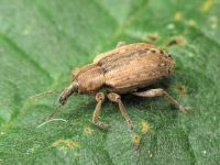 Hypera (Hypera) postica
