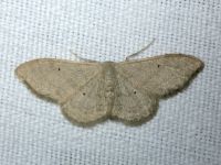 Idaea straminata