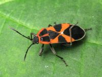 Tropidothorax leucopterus