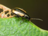 Phyllotreta vittula