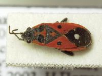 Melanocoryphus tristrami