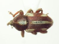 Tychius quinquepunctatus