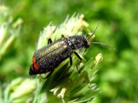 Malachius bipustulatus