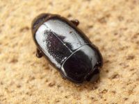 Platylomalus complanatus