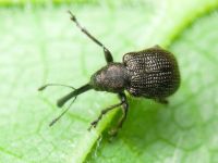 Schoenitemnus minutus