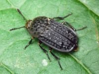 Thanatophilus rugosus