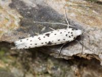 Yponomeuta plumbella