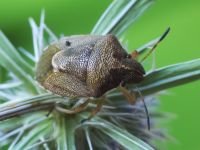 Rubiconia intermedia
