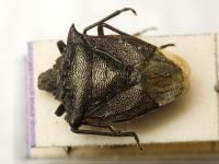 Carbula humerigera