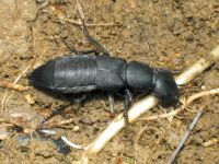 Ocypus curtipennis