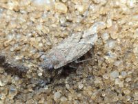 Gonianotus marginepunctatus