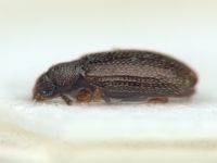 Melanophthalma