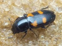 Glischrochilus (Glischrochilus) quadripunctatus