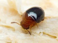 Agathidium nigripenne