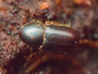 Xylographus bostrichoides