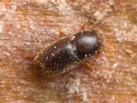Sulcacis fronticornis