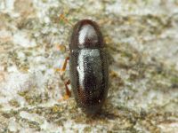 Orthocis perrisi