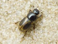 Aphodius