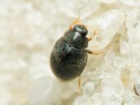 Stethorus punctillum