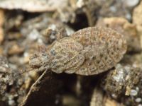 Aradus cinnamomeus