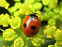 Coccinella quinquepunctata