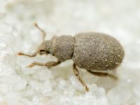 Trachyphloeus spinimanus